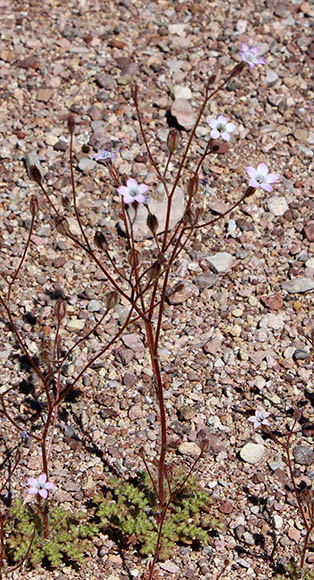  Gilia stellata